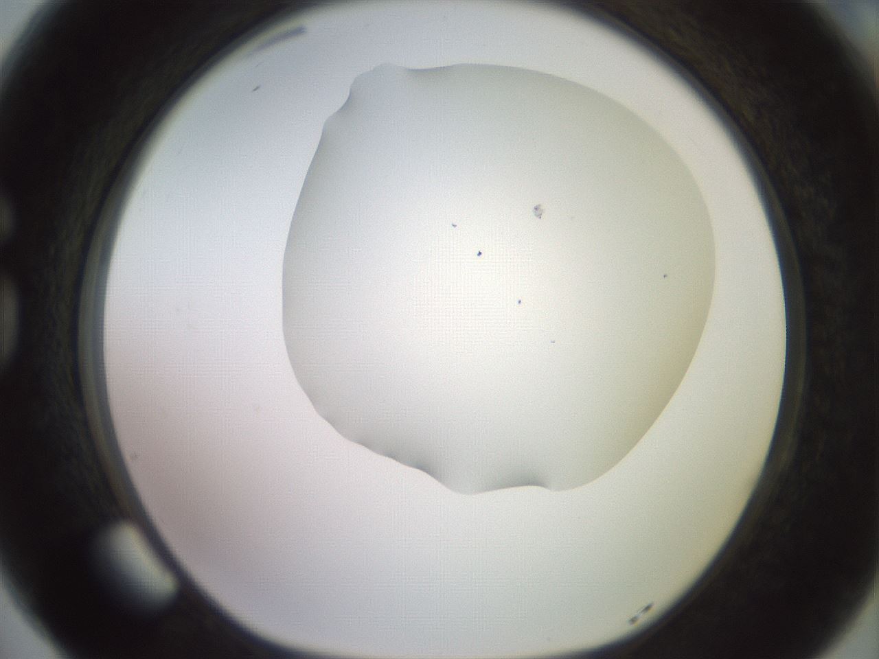 folderID419_plateID2419_batchID11660_wellNum77_profileID1_d1_r179436_ef.jpg