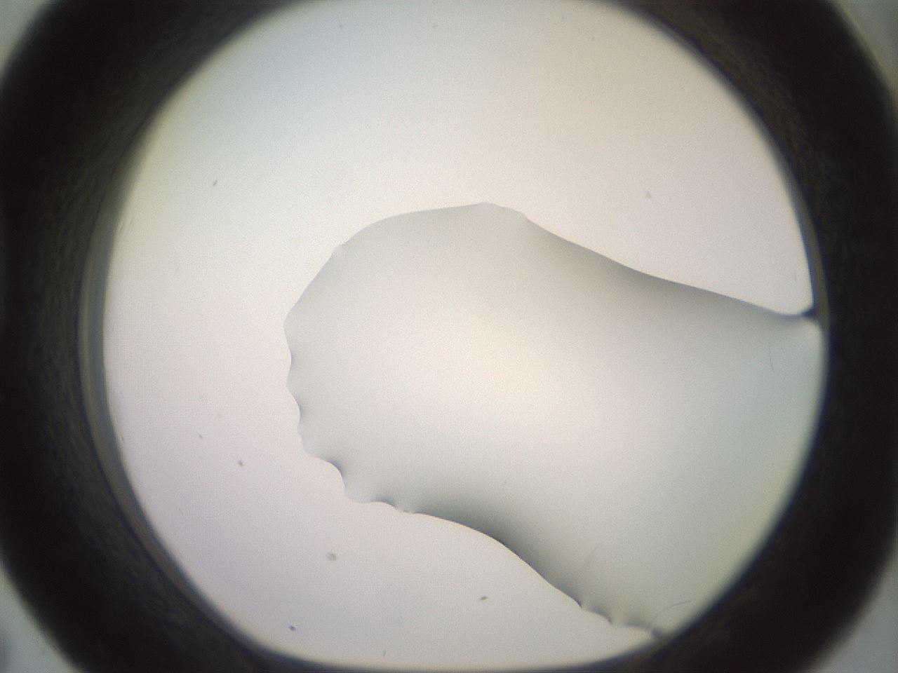 folderID419_plateID2419_batchID11660_wellNum43_profileID1_d1_r179402_ef.jpg