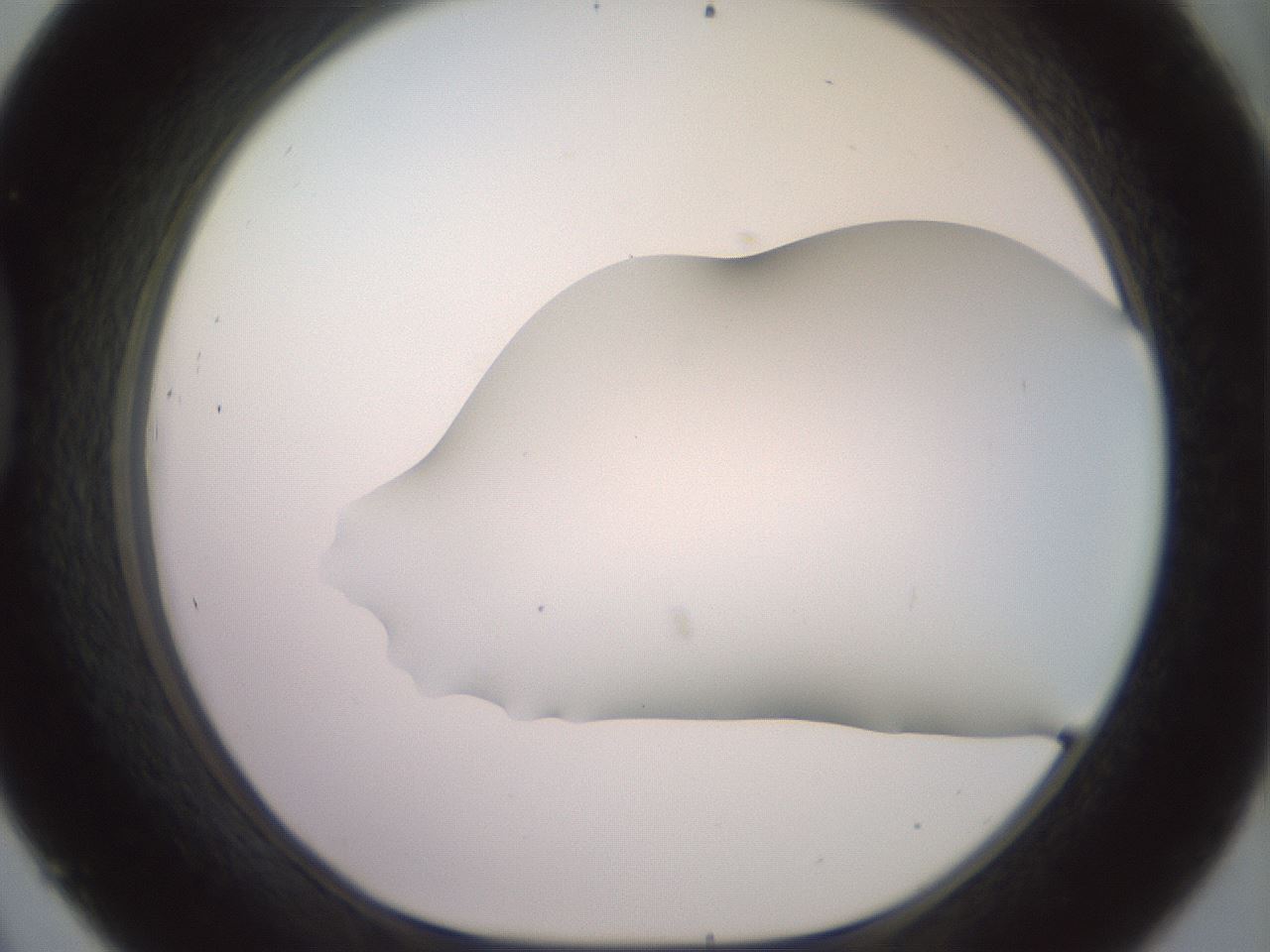 folderID419_plateID2419_batchID11660_wellNum45_profileID1_d1_r179404_ef.jpg