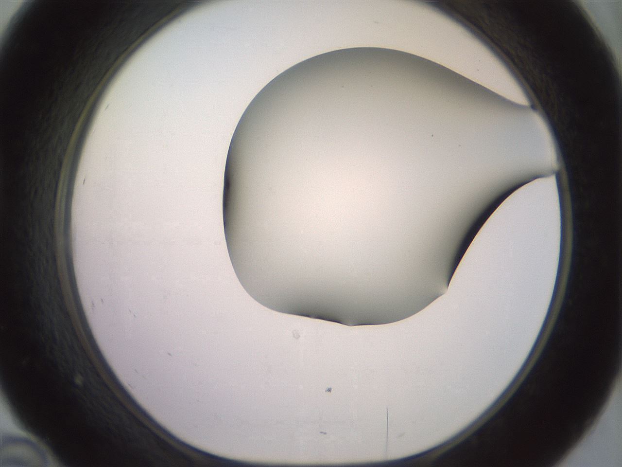 folderID419_plateID2419_batchID11660_wellNum46_profileID1_d1_r179405_ef.jpg