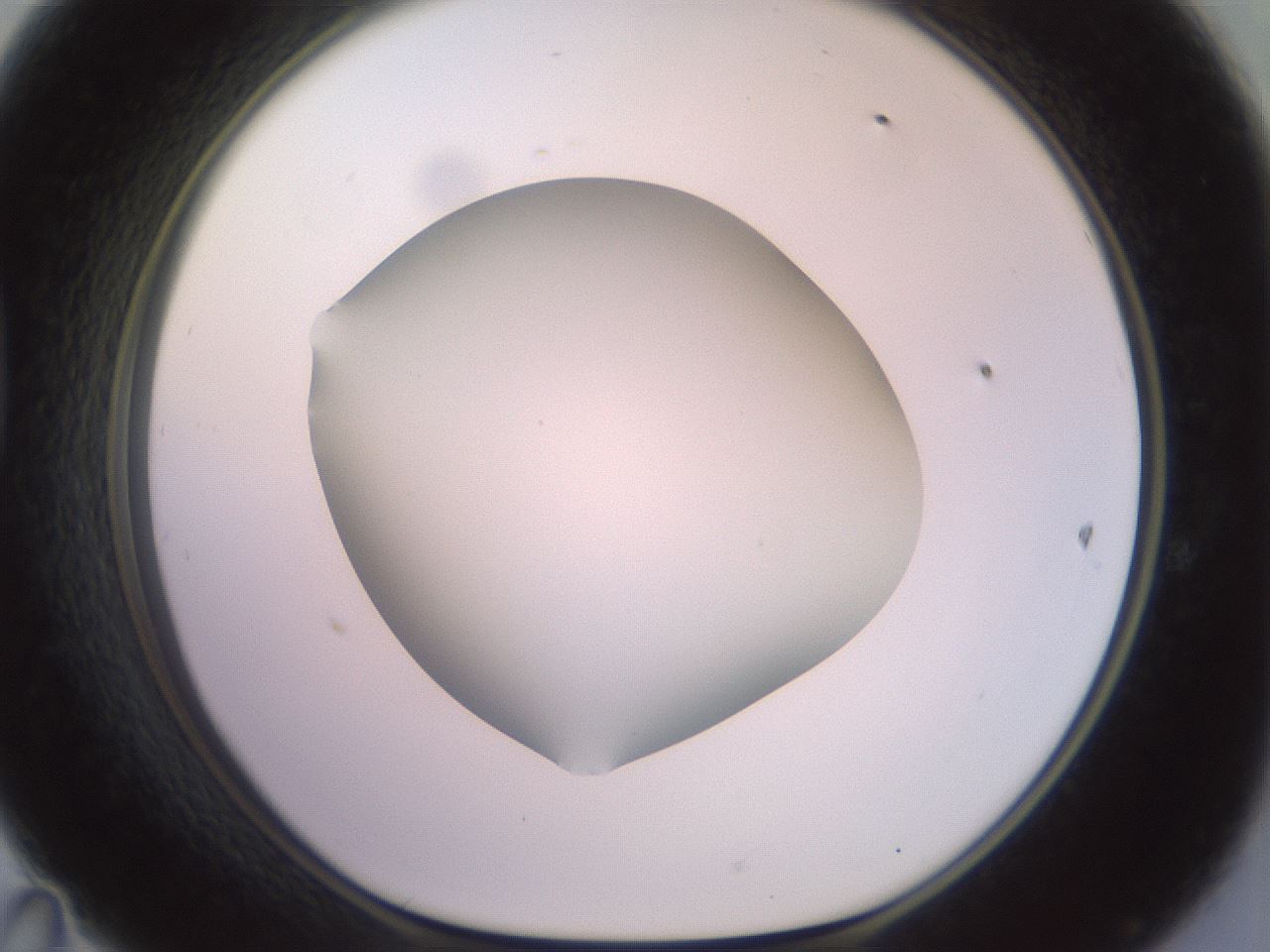 folderID419_plateID2419_batchID11660_wellNum47_profileID1_d1_r179406_ef.jpg
