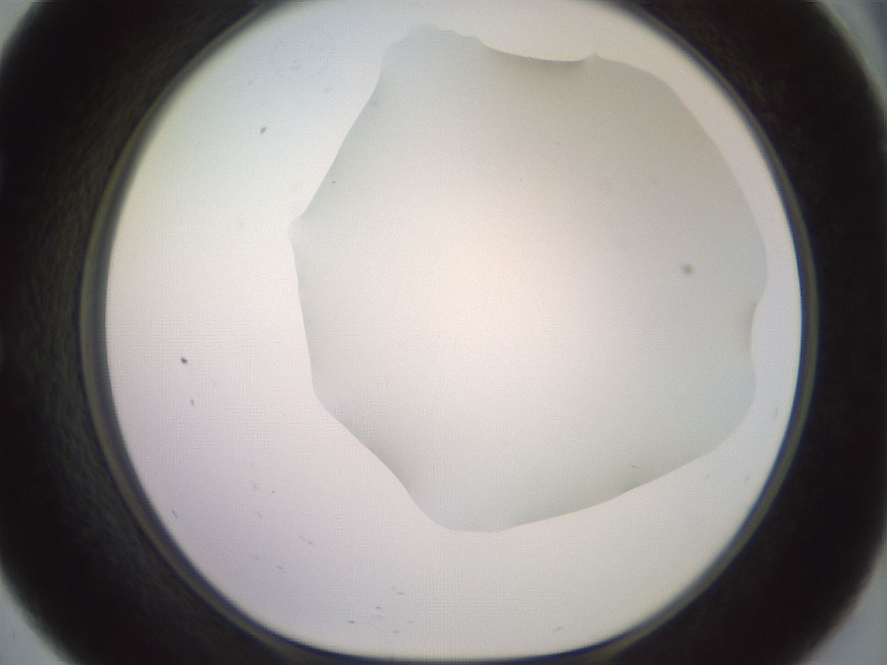 folderID419_plateID2419_batchID11660_wellNum57_profileID1_d1_r179416_ef.jpg