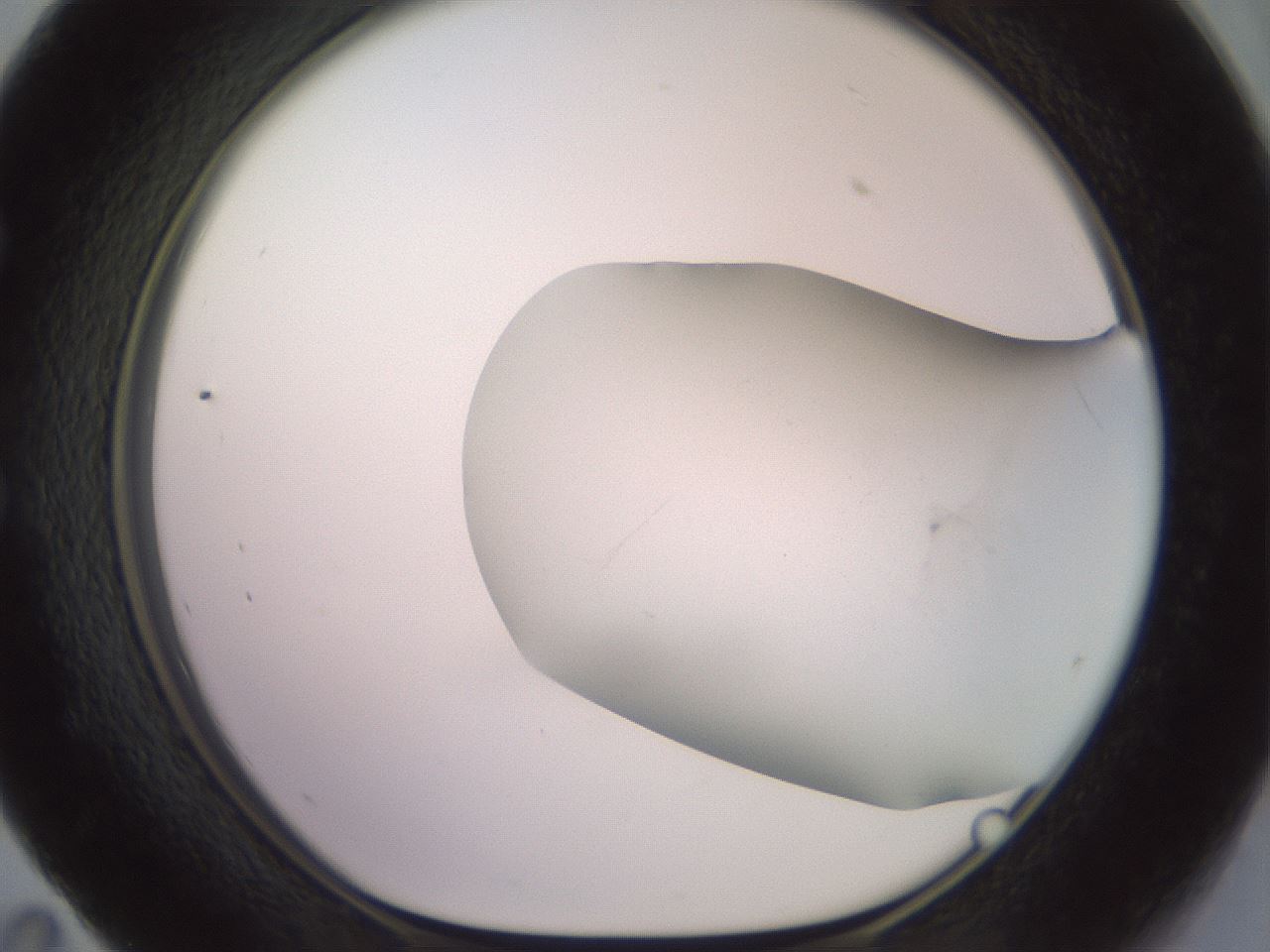 folderID419_plateID2419_batchID11660_wellNum59_profileID1_d1_r179418_ef.jpg