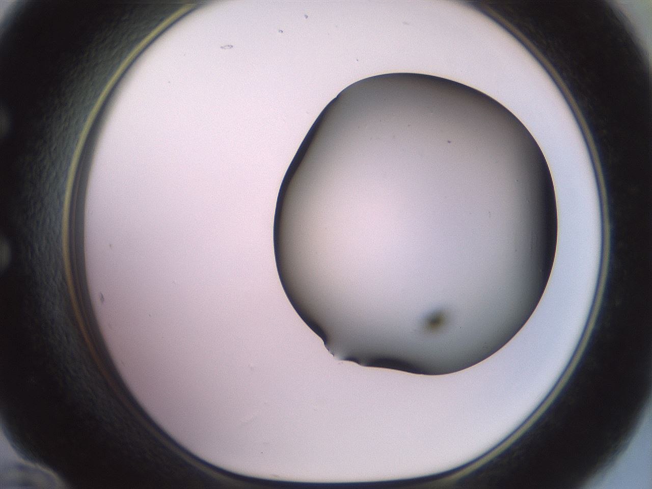 folderID419_plateID2419_batchID11660_wellNum60_profileID1_d1_r179419_ef.jpg
