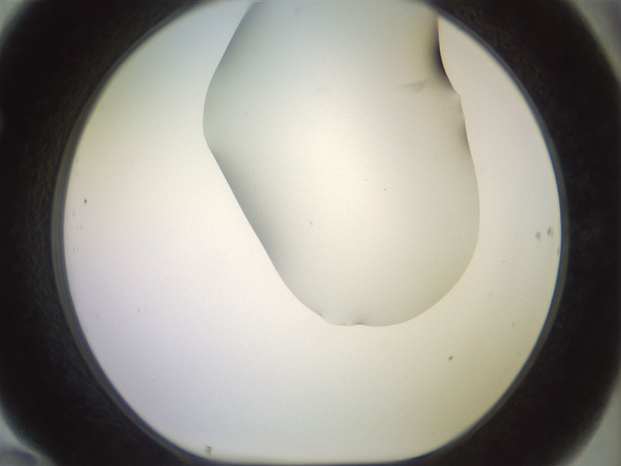 folderID419_plateID2419_batchID11660_wellNum70_profileID1_d1_r179429_ef.jpg