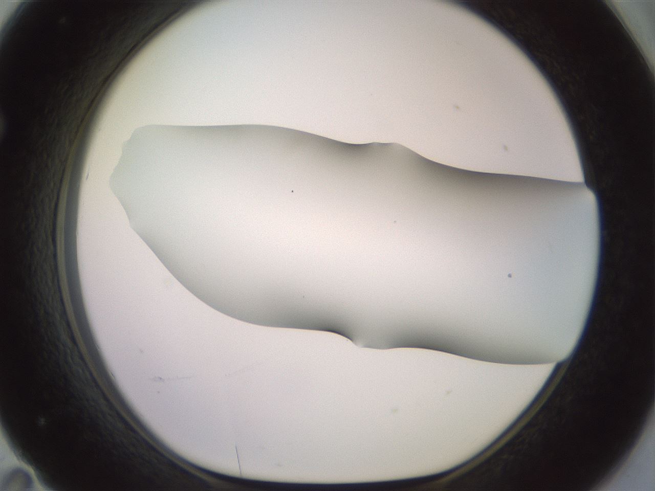 folderID419_plateID2419_batchID11660_wellNum71_profileID1_d1_r179430_ef.jpg