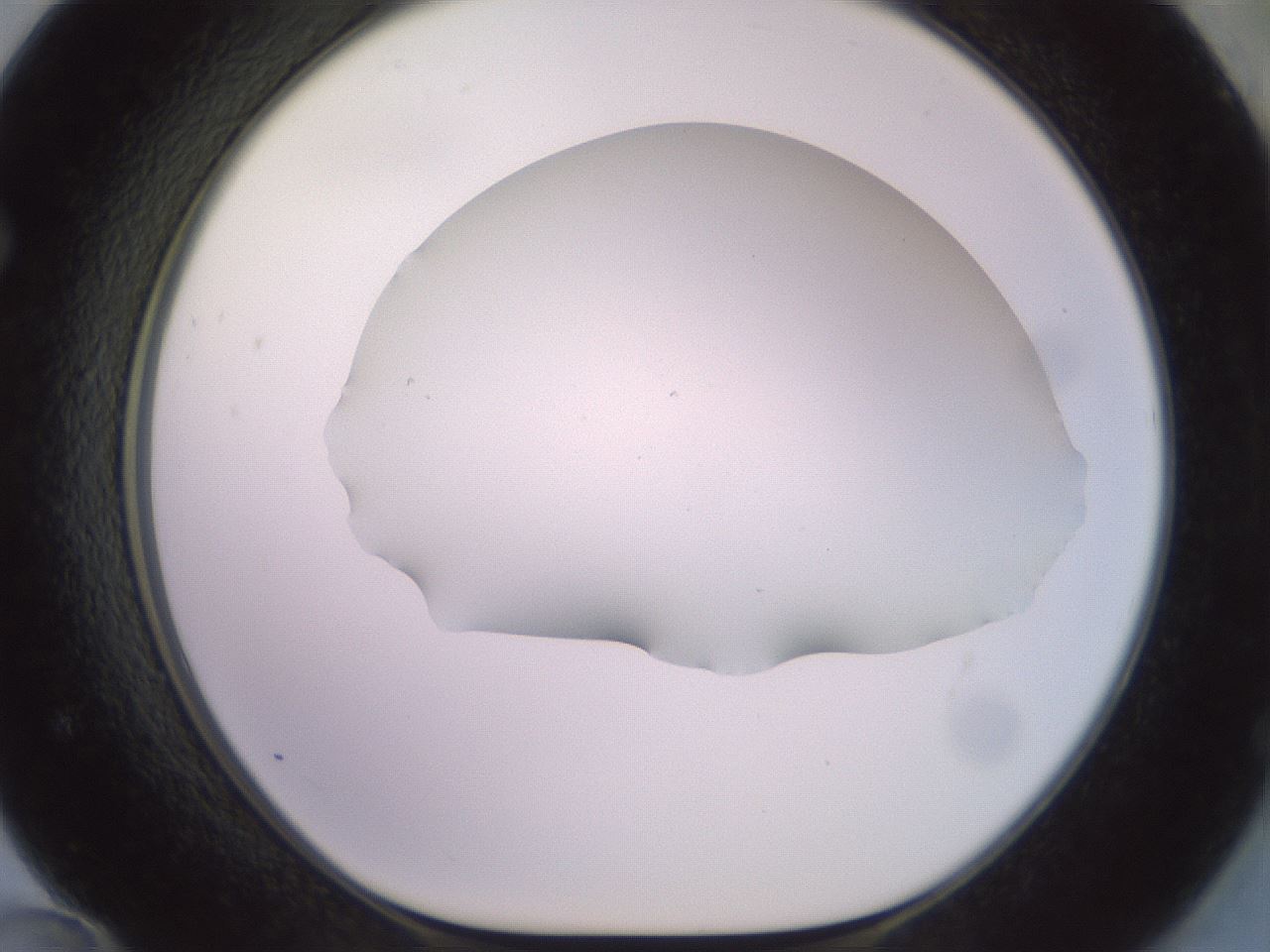 folderID419_plateID2419_batchID11660_wellNum72_profileID1_d1_r179431_ef.jpg