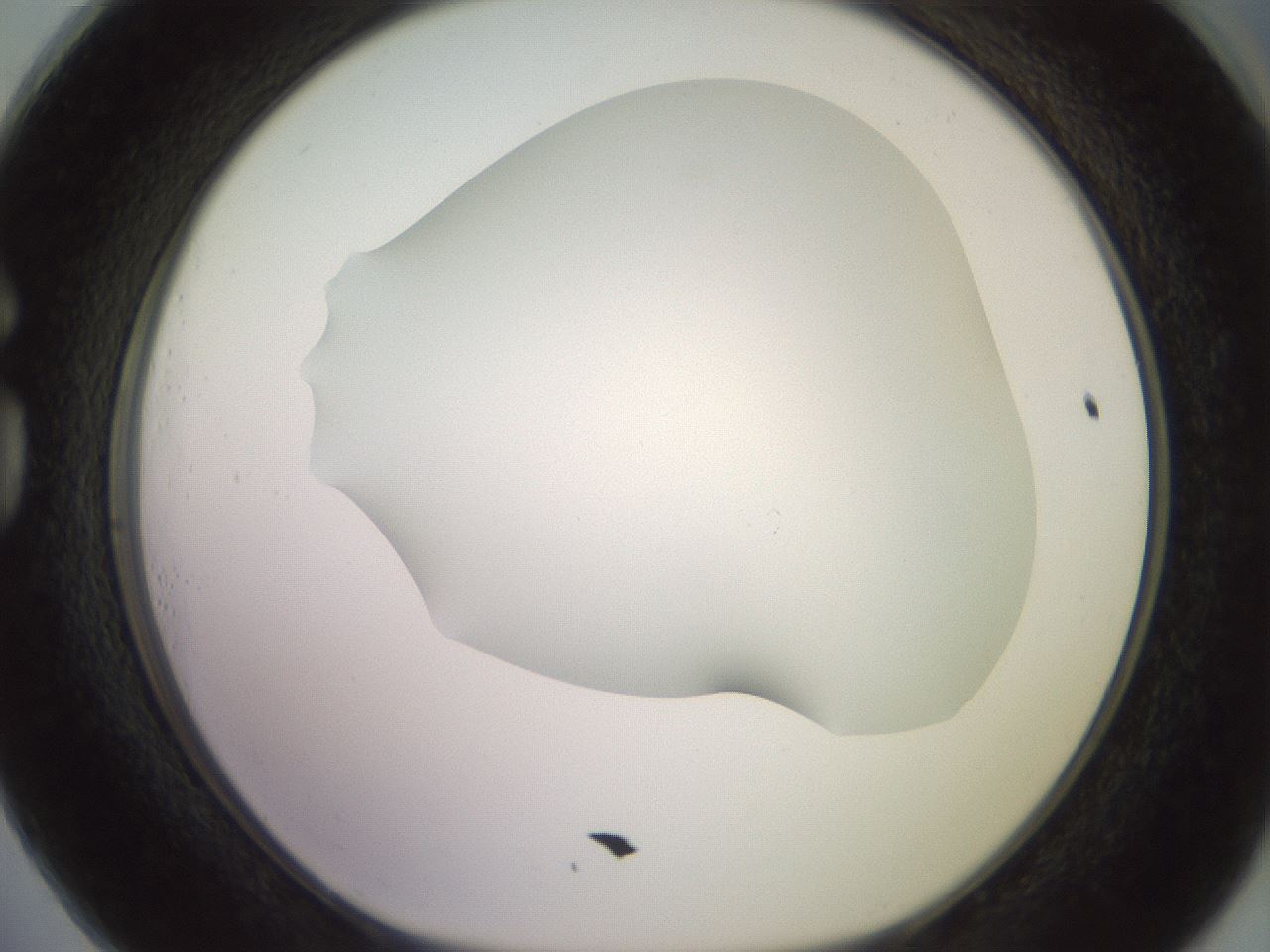 folderID419_plateID2419_batchID11660_wellNum73_profileID1_d1_r179432_ef.jpg