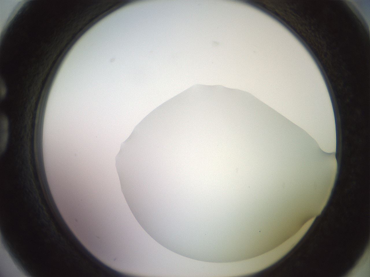 folderID419_plateID2419_batchID11660_wellNum74_profileID1_d1_r179433_ef.jpg