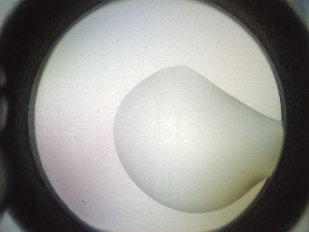 folderID419_plateID2419_batchID11660_wellNum75_profileID1_d1_r179434_ef.jpg