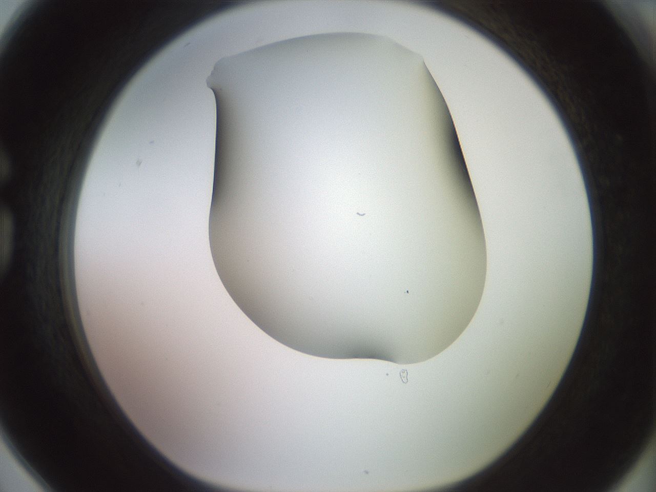 folderID419_plateID2419_batchID11660_wellNum78_profileID1_d1_r179437_ef.jpg