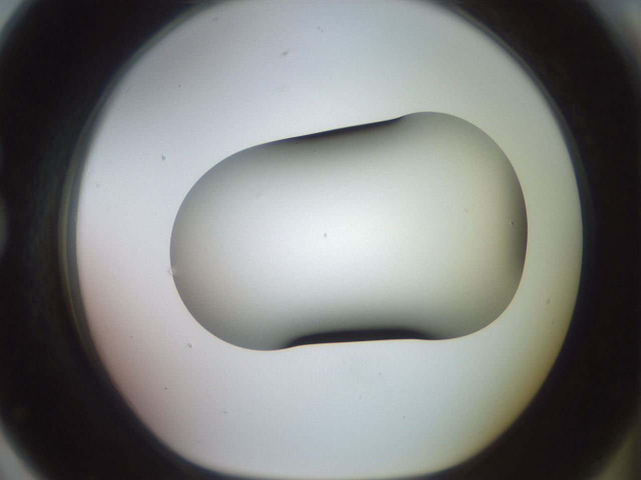 folderID419_plateID2419_batchID11660_wellNum79_profileID1_d1_r179438_ef.jpg