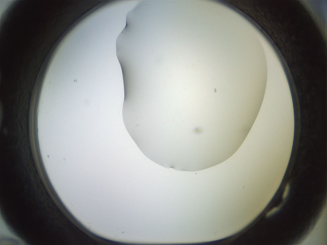 folderID419_plateID2419_batchID11660_wellNum82_profileID1_d1_r179441_ef.jpg