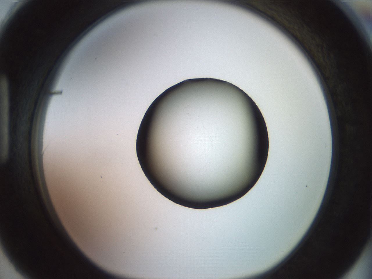 folderID419_plateID2419_batchID11660_wellNum90_profileID1_d1_r179449_ef.jpg