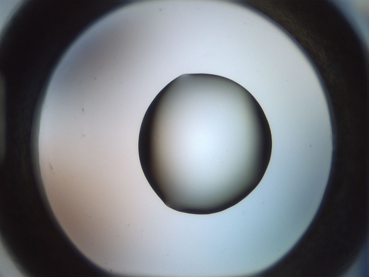 folderID419_plateID2419_batchID11660_wellNum91_profileID1_d1_r179450_ef.jpg