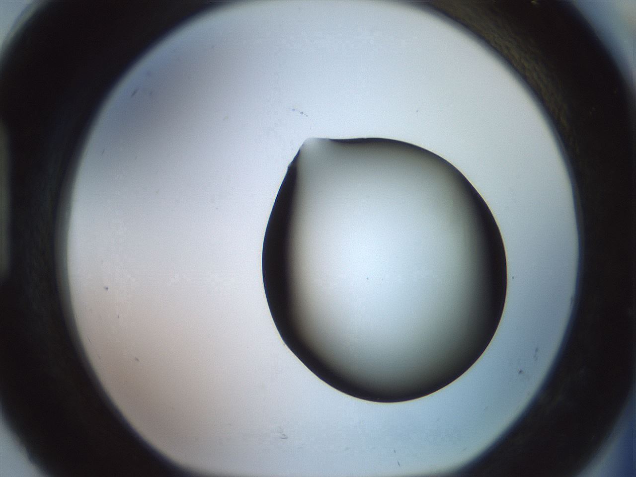 folderID419_plateID2419_batchID11660_wellNum92_profileID1_d1_r179451_ef.jpg