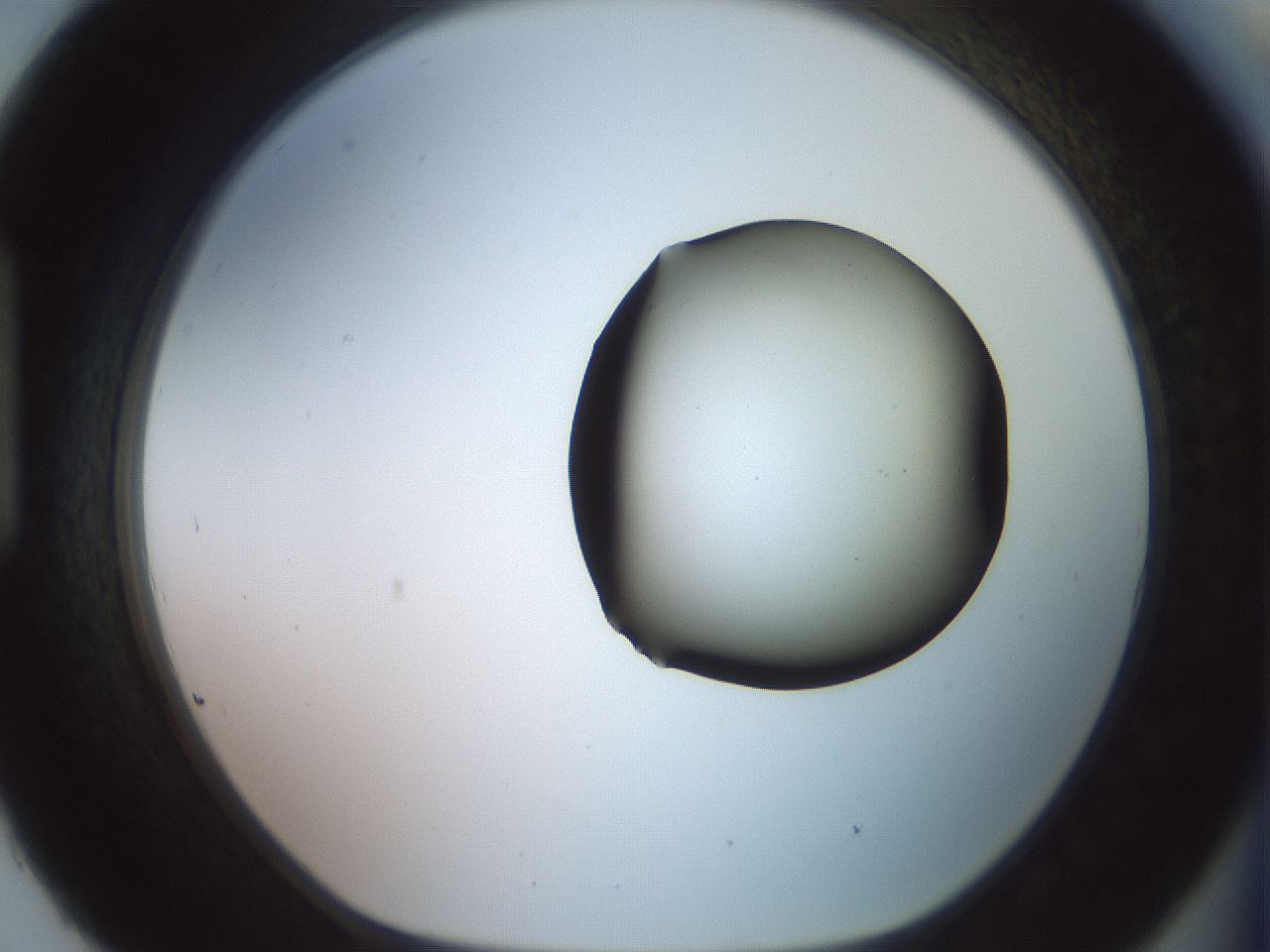 folderID419_plateID2419_batchID11660_wellNum93_profileID1_d1_r179452_ef.jpg