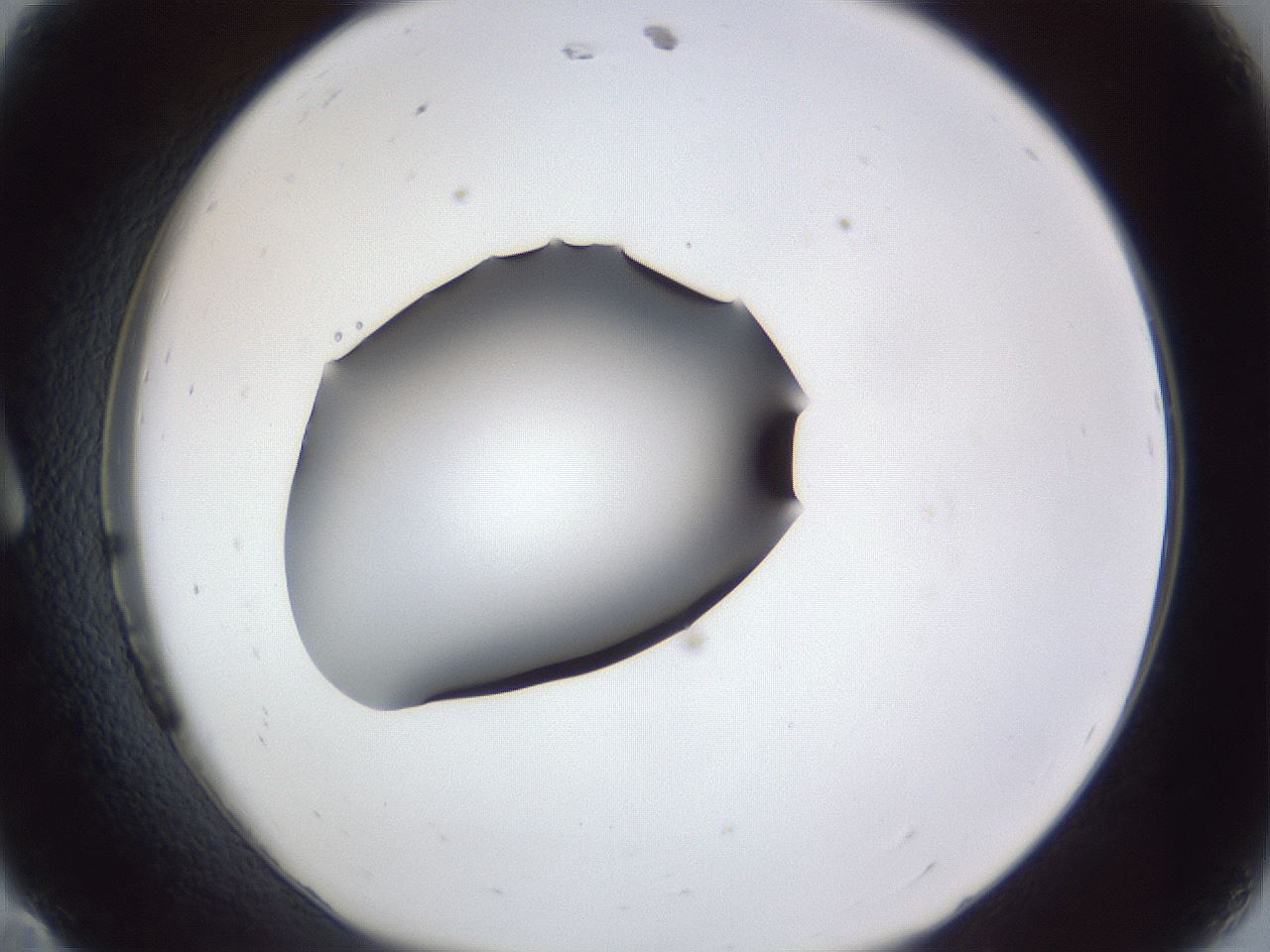 folderID41_plateID1041_batchID2098_wellNum11_profileID1_d1_r45404_ef.jpg