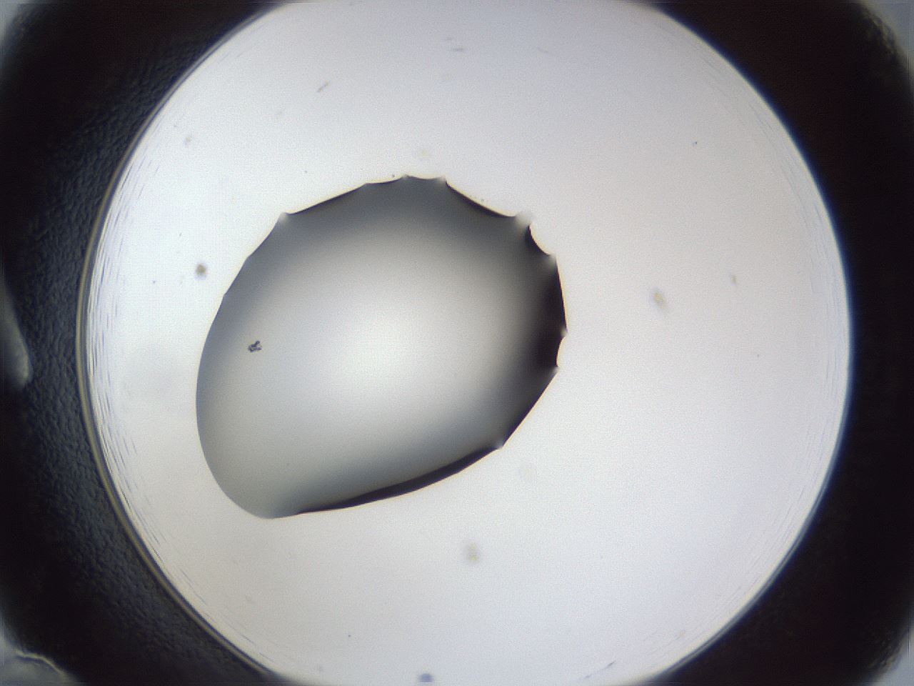 folderID41_plateID1041_batchID2098_wellNum12_profileID1_d1_r45406_ef.jpg