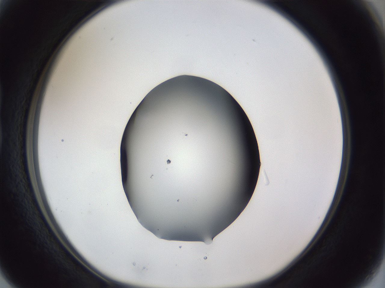 folderID41_plateID1041_batchID2098_wellNum15_profileID1_d1_r45412_ef.jpg