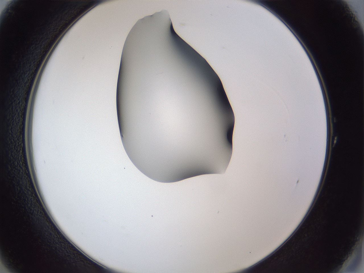 folderID41_plateID1041_batchID2098_wellNum1_profileID1_d2_r45385_ef.jpg