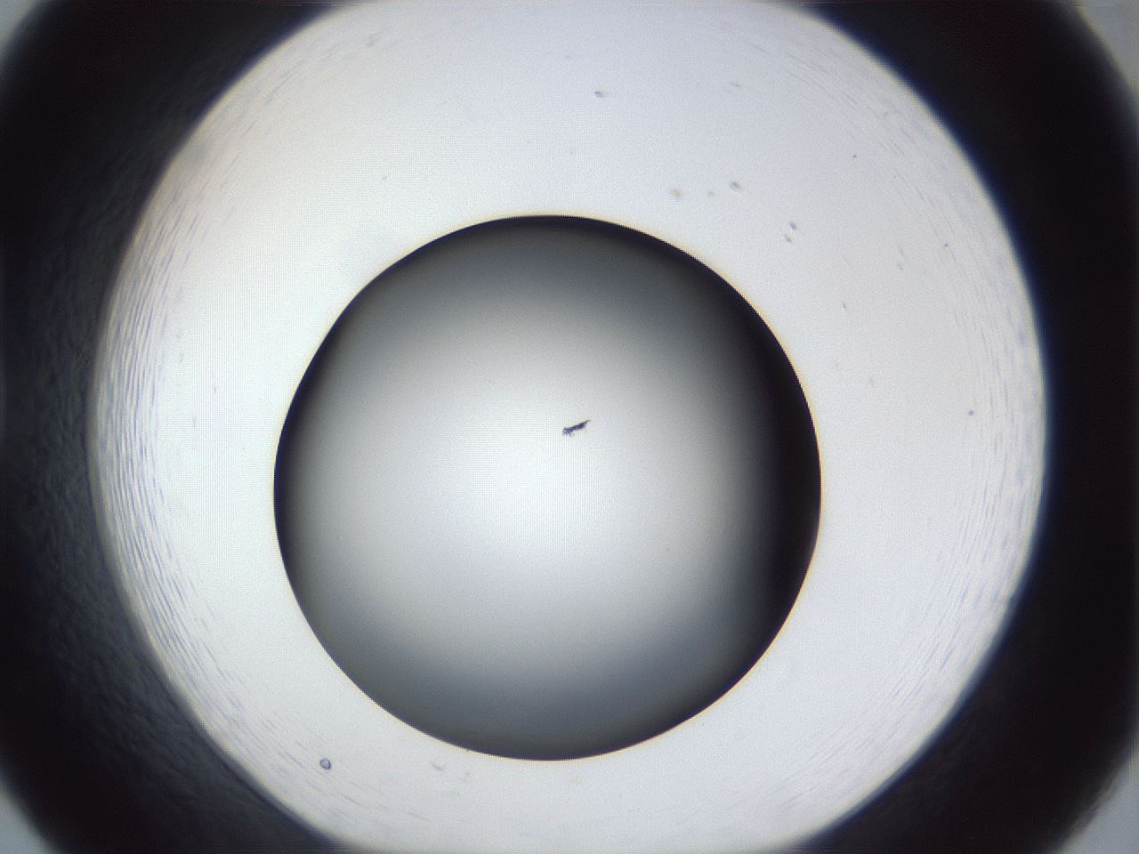folderID41_plateID1041_batchID2098_wellNum20_profileID1_d1_r45422_ef.jpg