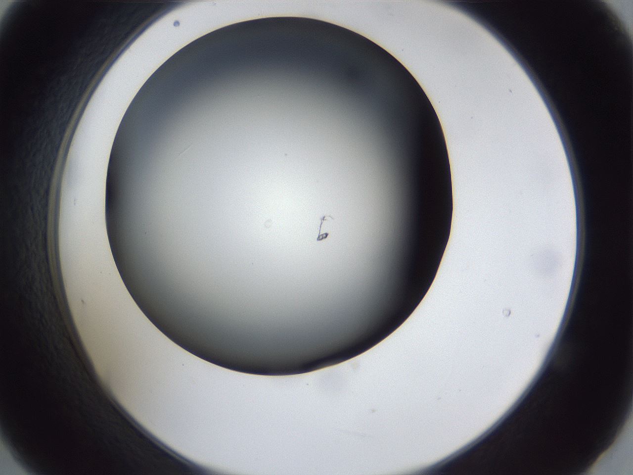 folderID41_plateID1041_batchID2098_wellNum21_profileID1_d2_r45425_ef.jpg