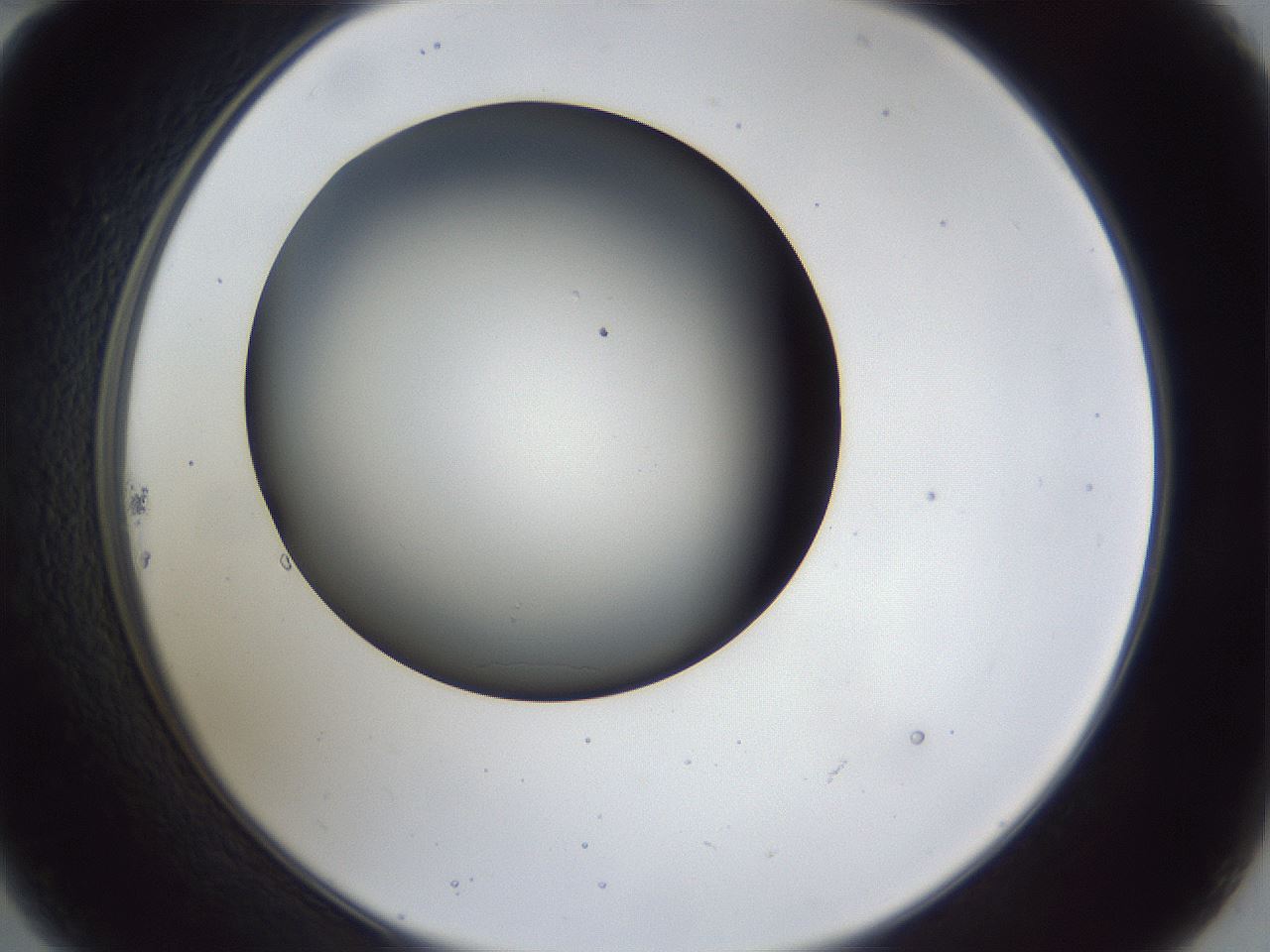 folderID41_plateID1041_batchID2098_wellNum22_profileID1_d2_r45427_ef.jpg