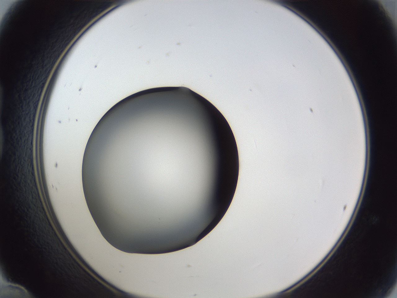 folderID41_plateID1041_batchID2098_wellNum24_profileID1_d1_r45430_ef.jpg