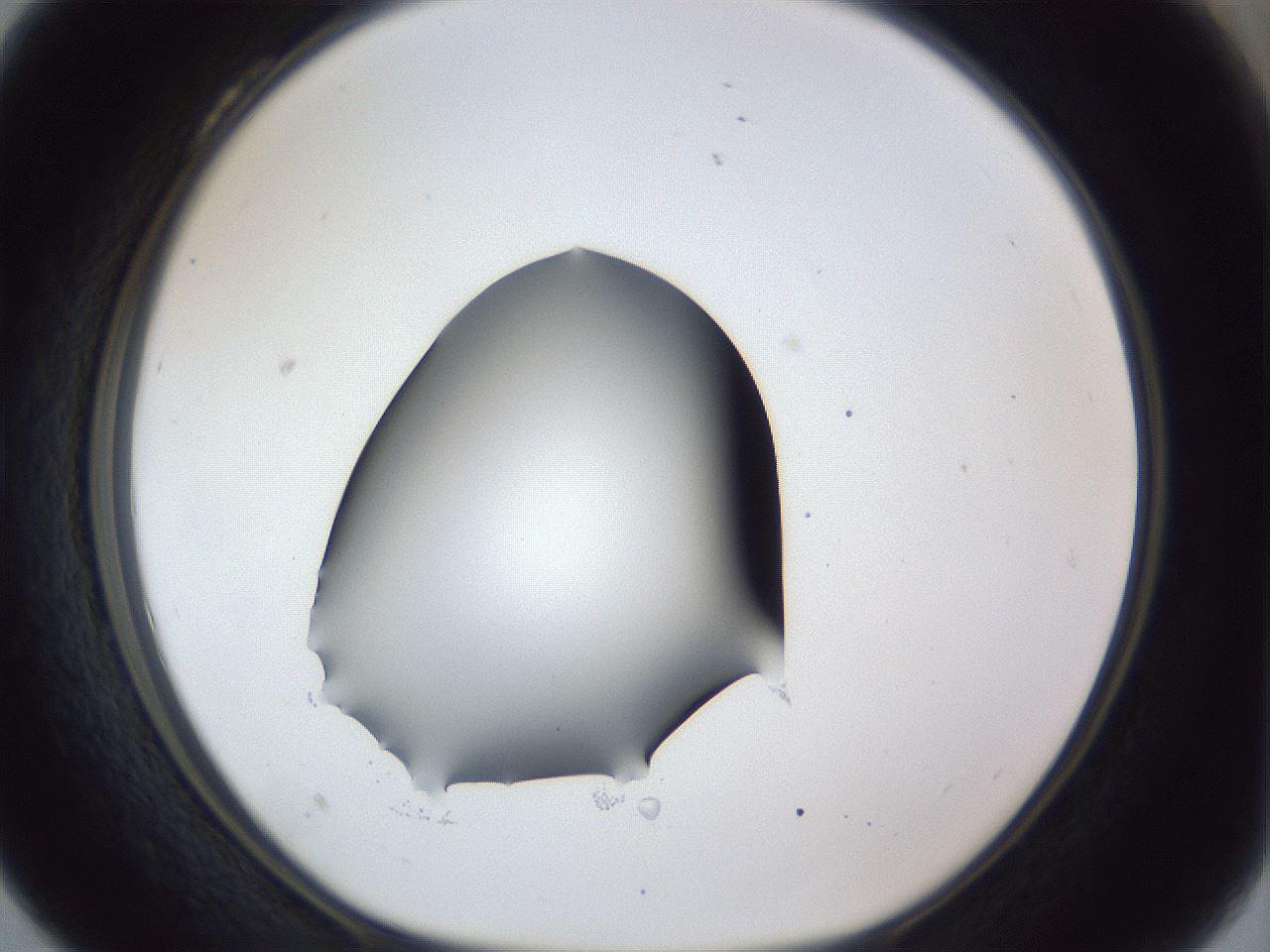 folderID41_plateID1041_batchID2098_wellNum28_profileID1_d1_r45438_ef.jpg