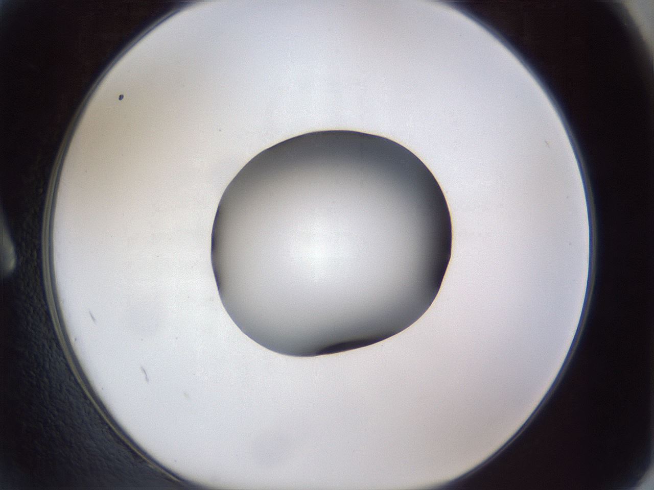folderID41_plateID1041_batchID2098_wellNum2_profileID1_d1_r45386_ef.jpg