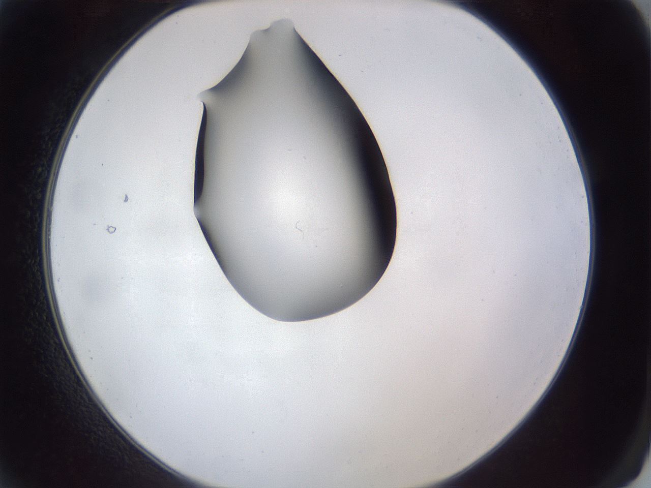 folderID41_plateID1041_batchID2098_wellNum2_profileID1_d2_r45387_ef.jpg