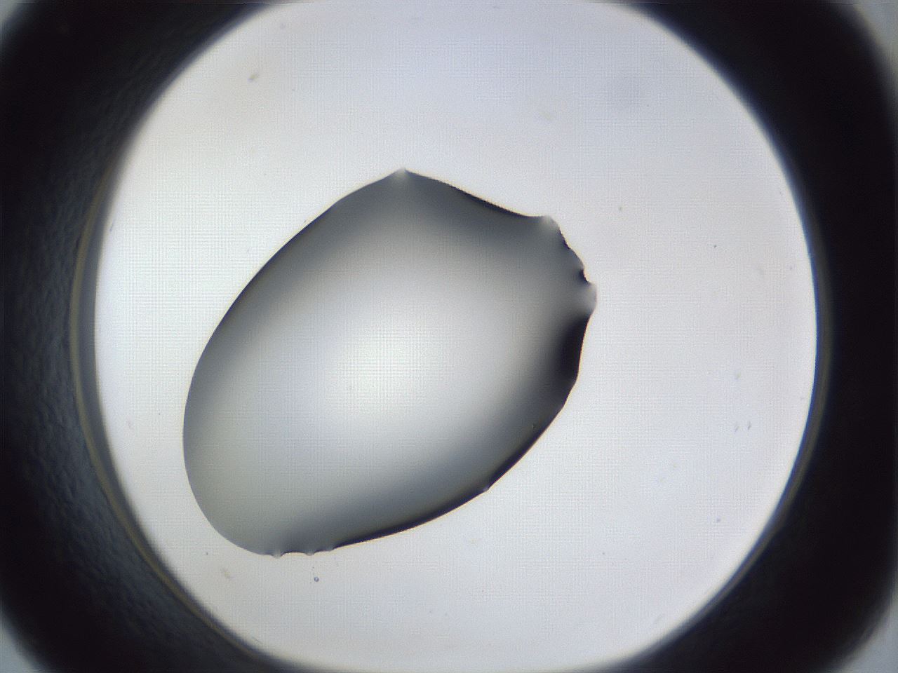 folderID41_plateID1041_batchID2098_wellNum33_profileID1_d1_r45448_ef.jpg