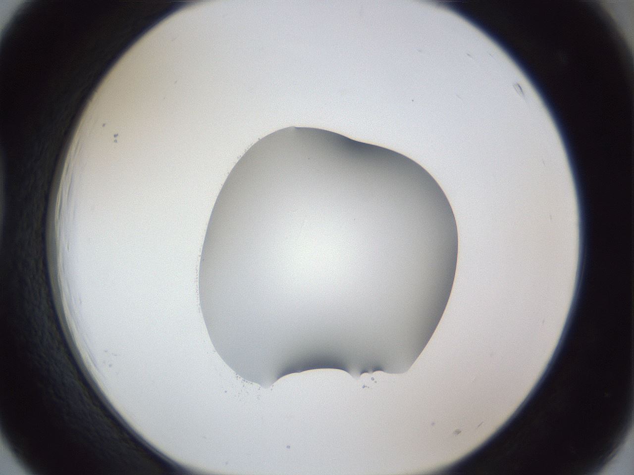 folderID41_plateID1041_batchID2098_wellNum39_profileID1_d1_r45460_ef.jpg
