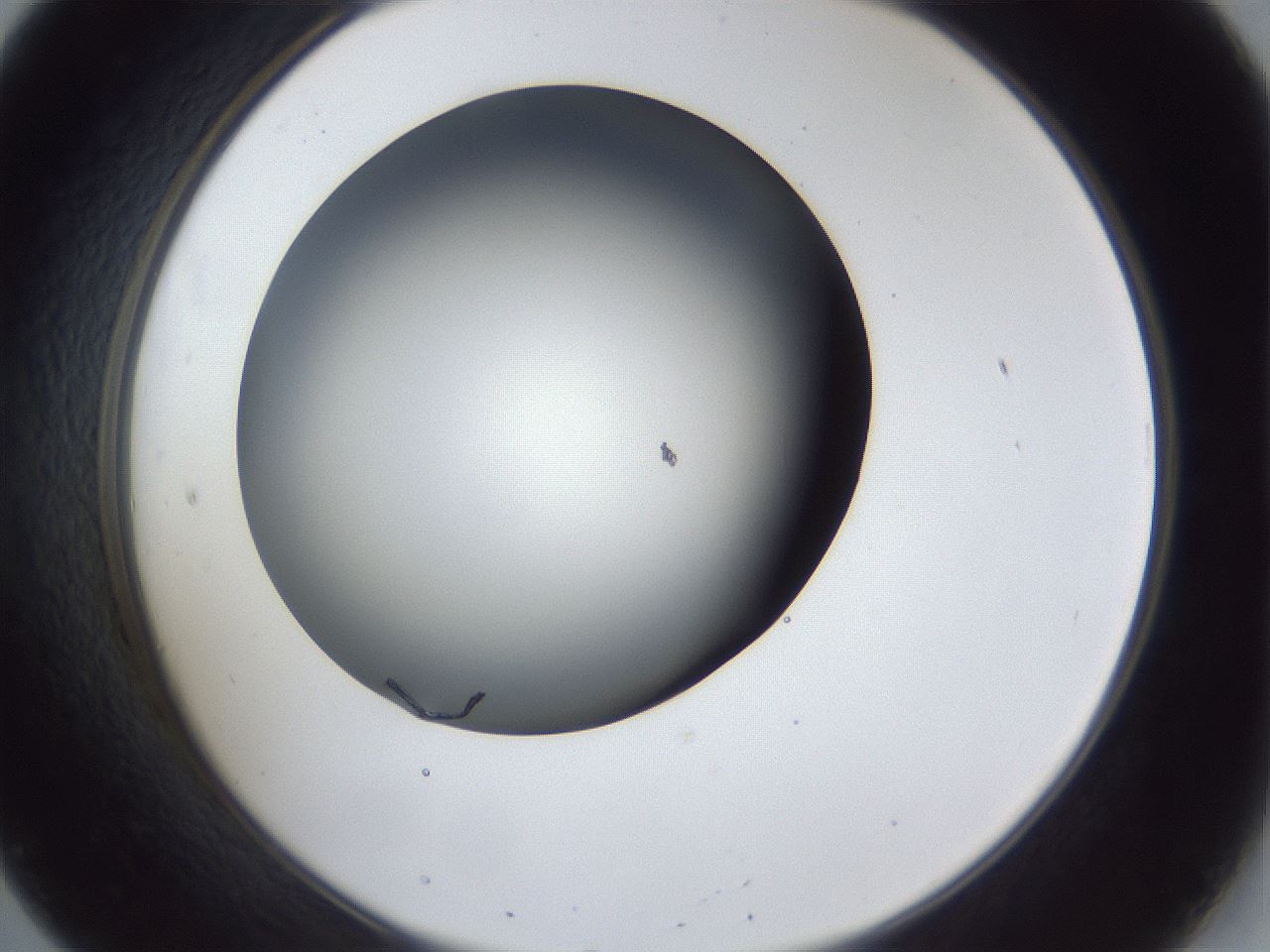 folderID41_plateID1041_batchID2098_wellNum20_profileID1_d2_r45423_ef.jpg
