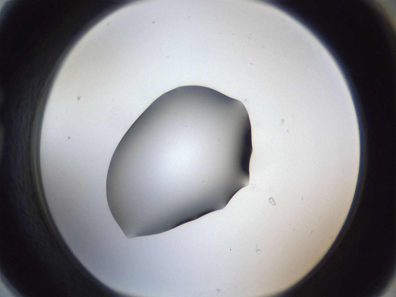folderID41_plateID1041_batchID2098_wellNum78_profileID1_d1_r45538_ef.jpg