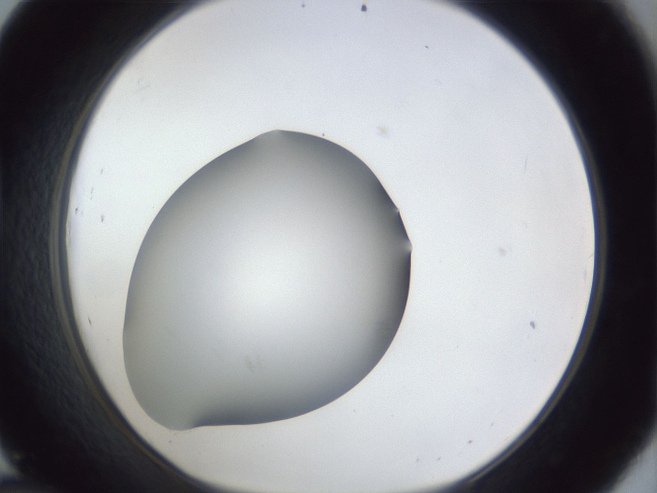 folderID41_plateID1041_batchID2098_wellNum45_profileID1_d1_r45472_ef.jpg