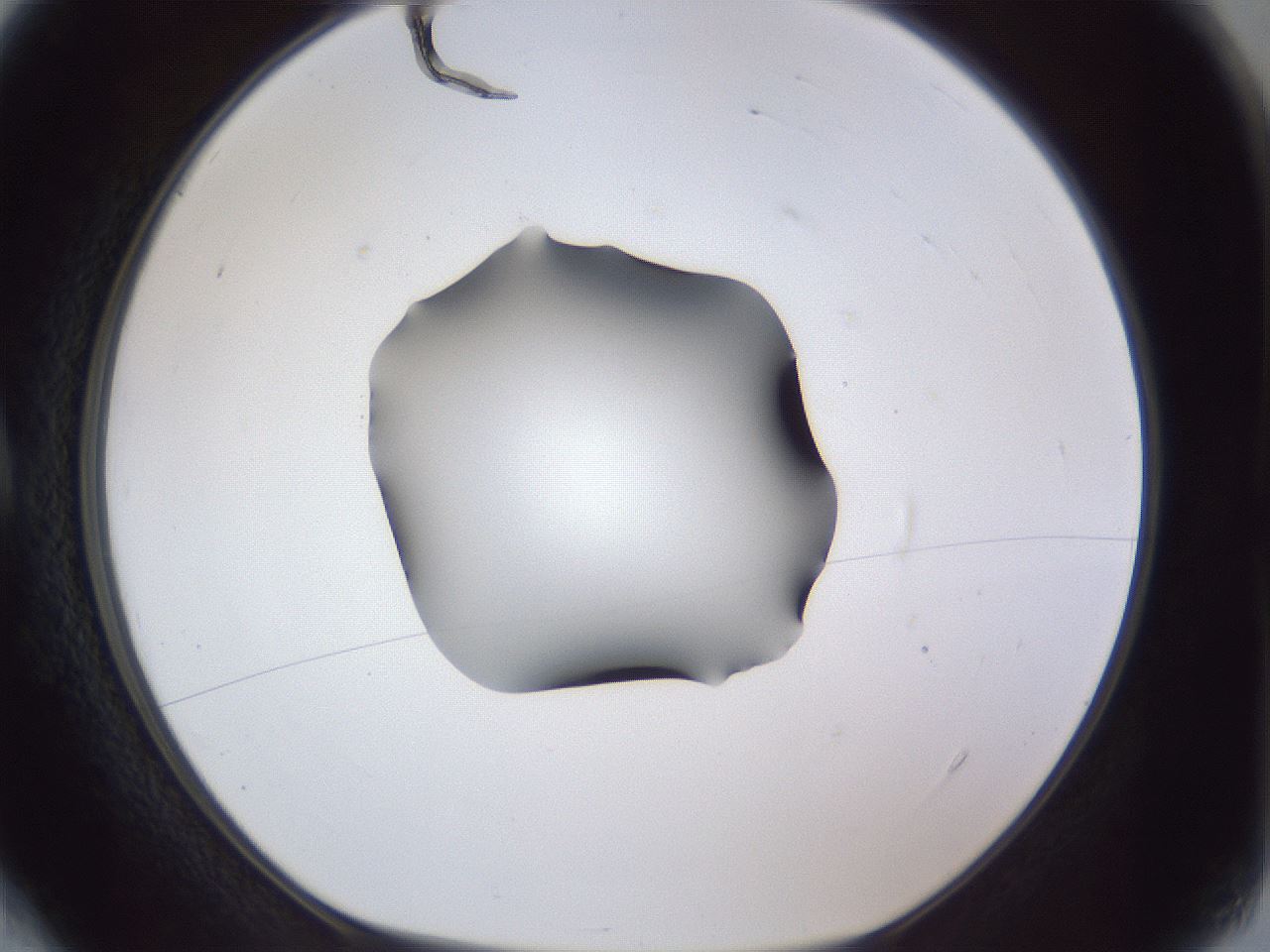 folderID41_plateID1041_batchID2098_wellNum4_profileID1_d1_r45390_ef.jpg