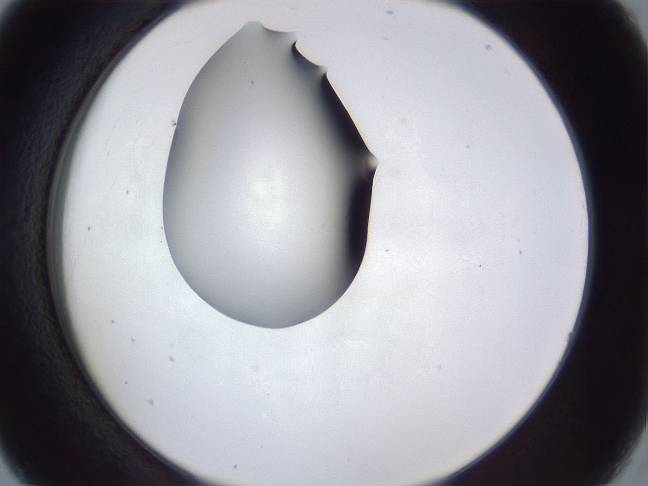 folderID41_plateID1041_batchID2098_wellNum5_profileID1_d2_r45393_ef.jpg