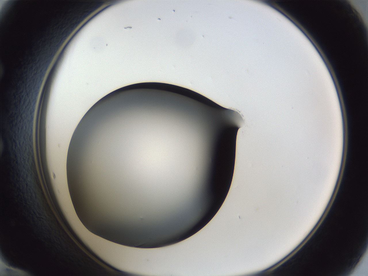 folderID41_plateID1041_batchID2098_wellNum60_profileID1_d1_r45502_ef.jpg