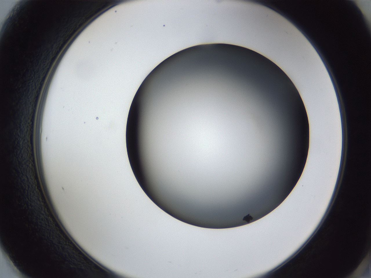 folderID41_plateID1041_batchID2098_wellNum61_profileID1_d2_r45505_ef.jpg