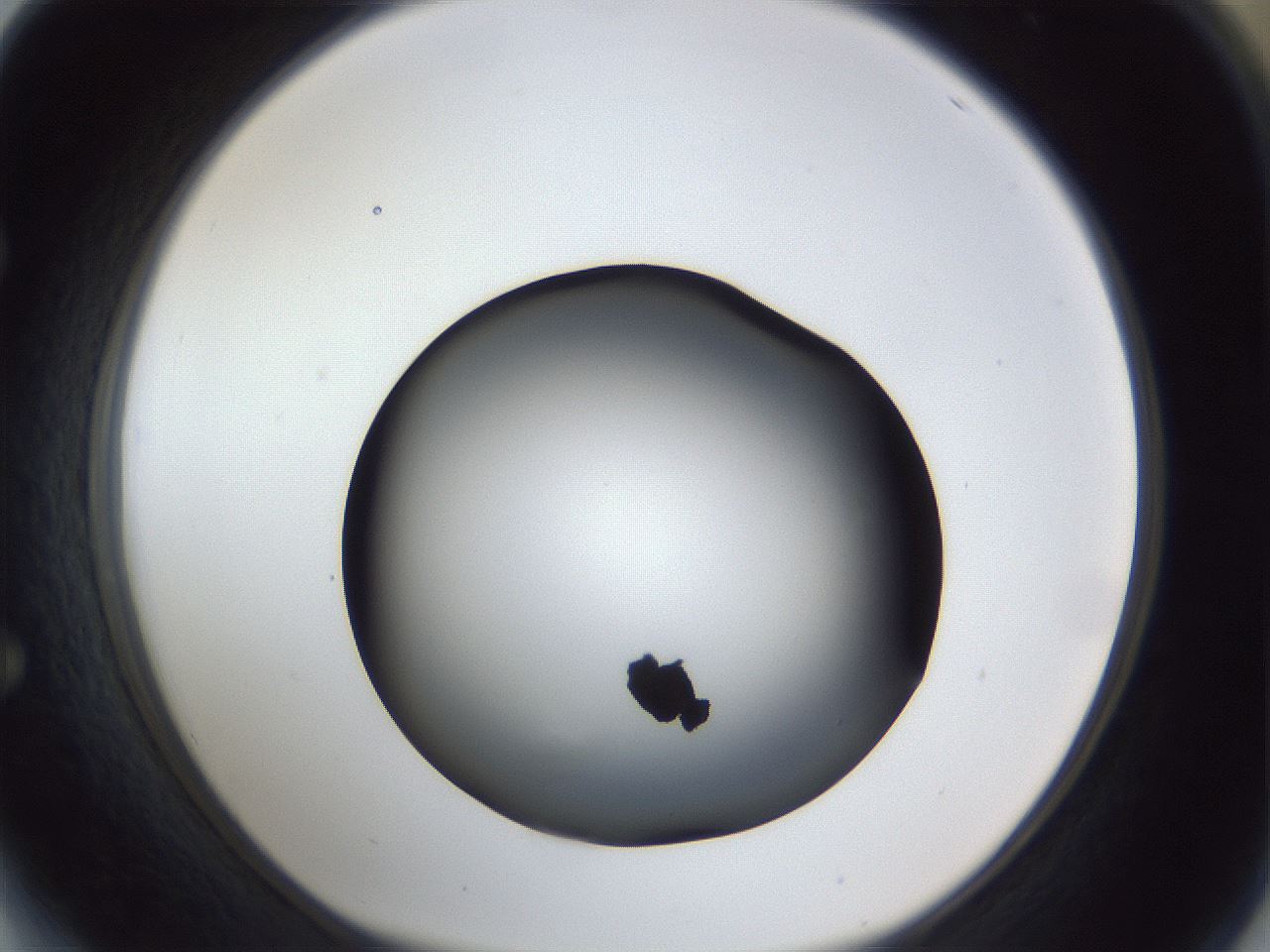 folderID41_plateID1041_batchID2098_wellNum64_profileID1_d1_r45510_ef.jpg