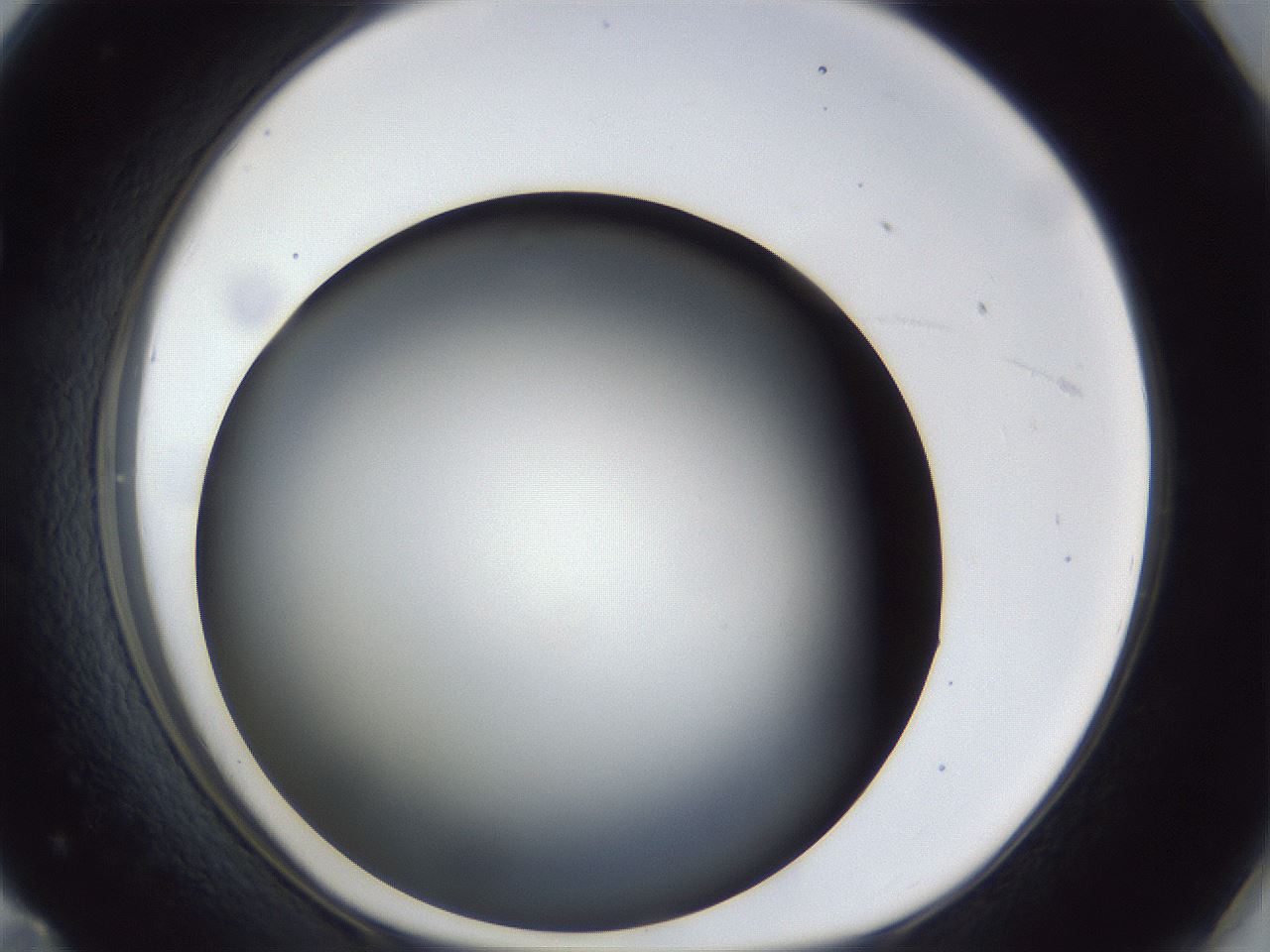 folderID41_plateID1041_batchID2098_wellNum71_profileID1_d1_r45524_ef.jpg