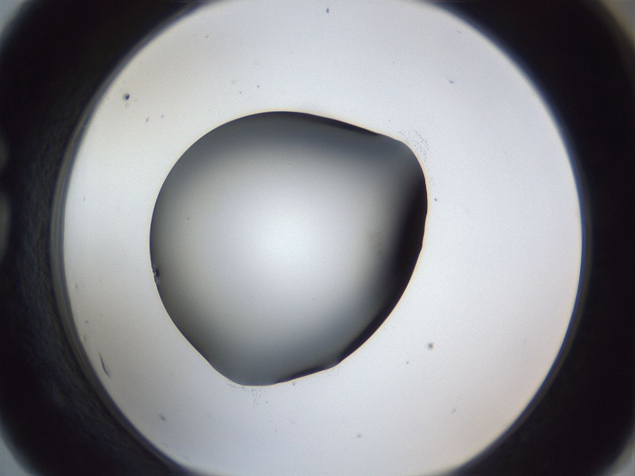 folderID41_plateID1041_batchID2098_wellNum75_profileID1_d1_r45532_ef.jpg