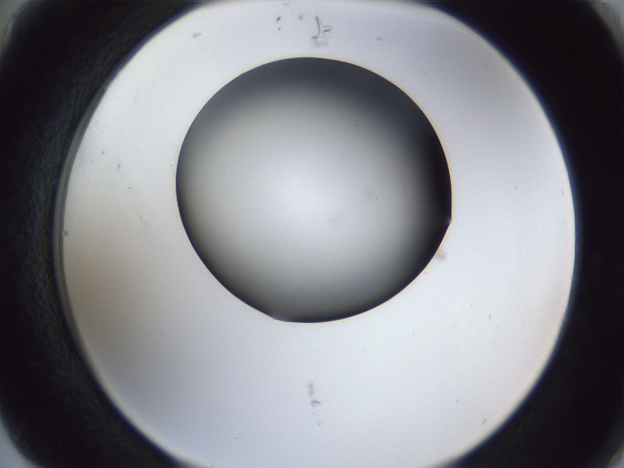 folderID41_plateID1041_batchID2098_wellNum75_profileID1_d2_r45533_ef.jpg