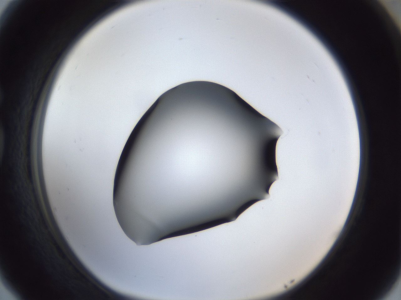 folderID41_plateID1041_batchID2098_wellNum77_profileID1_d1_r45536_ef.jpg