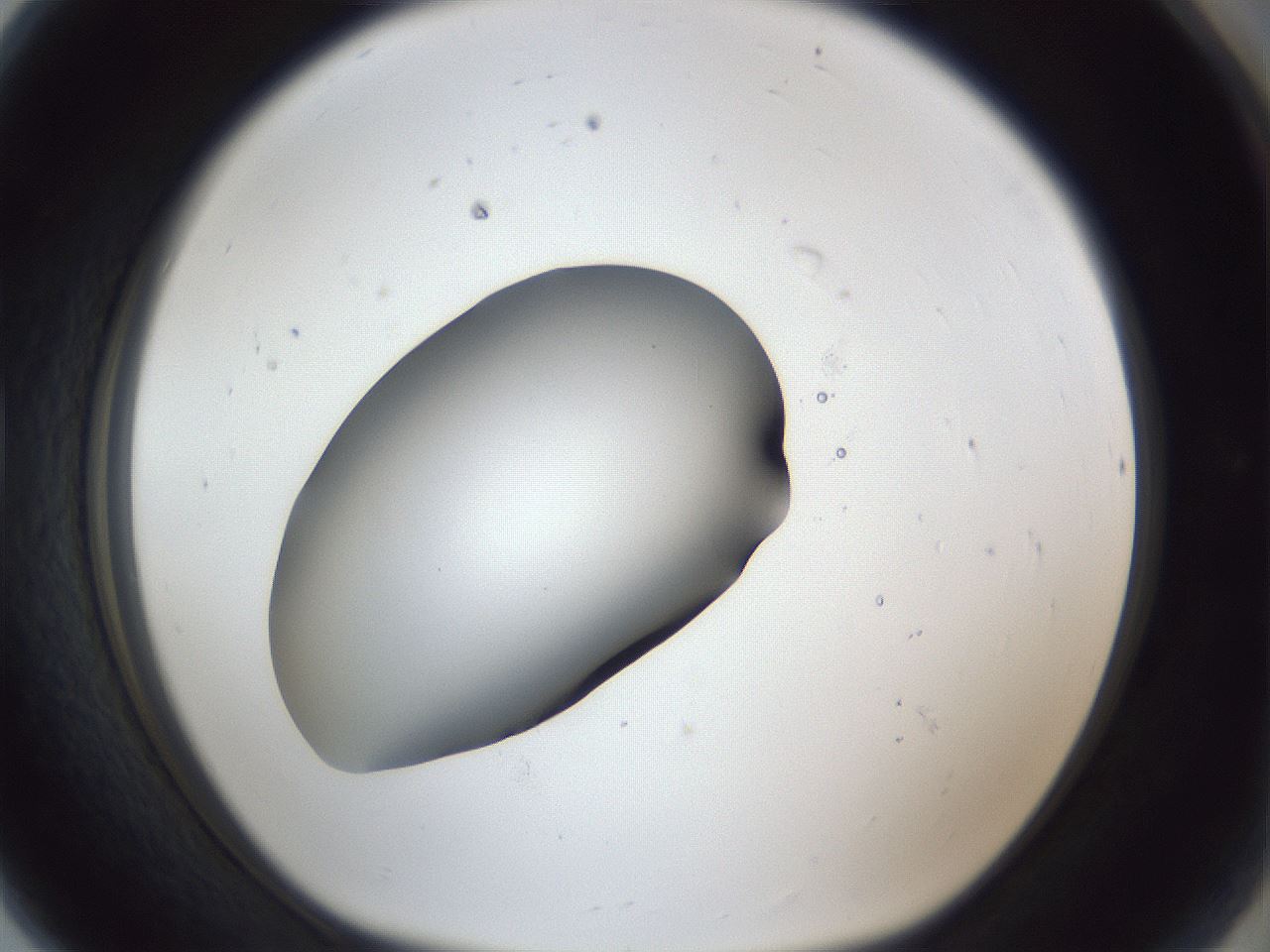 folderID41_plateID1041_batchID2098_wellNum80_profileID1_d1_r45542_ef.jpg