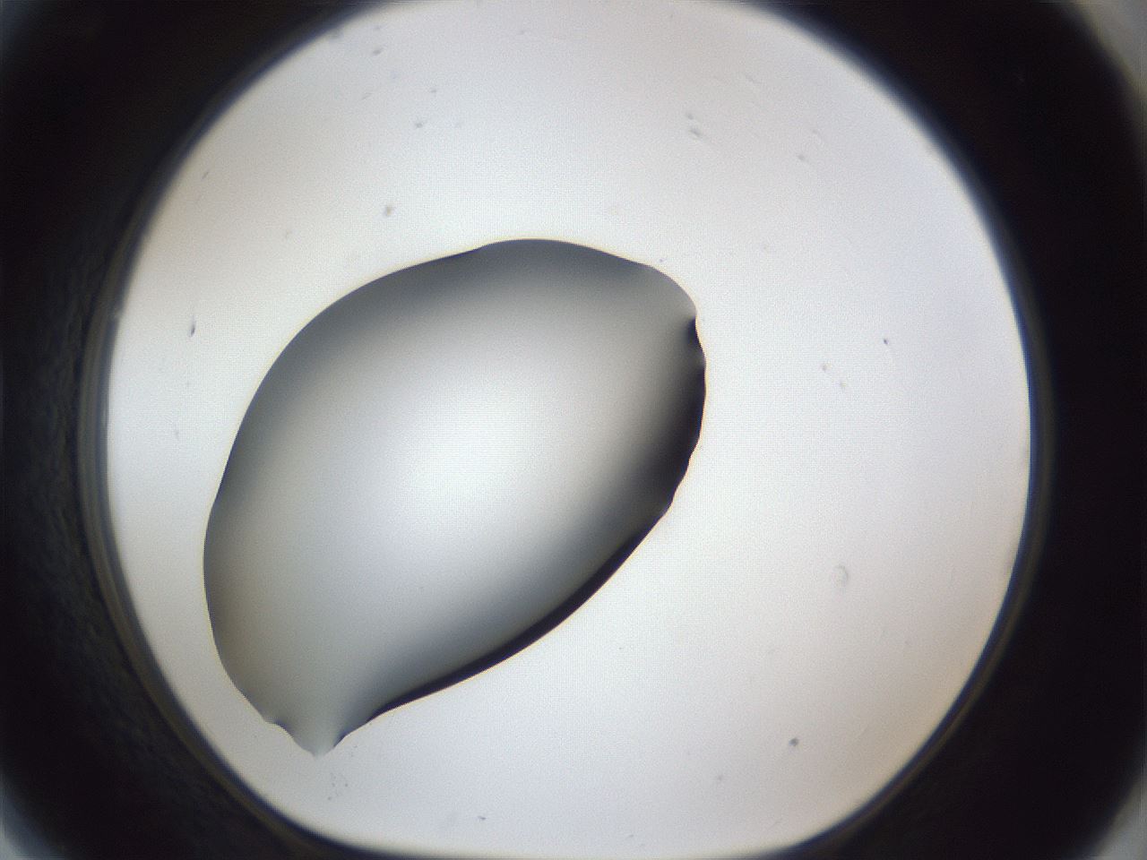 folderID41_plateID1041_batchID2098_wellNum81_profileID1_d1_r45544_ef.jpg