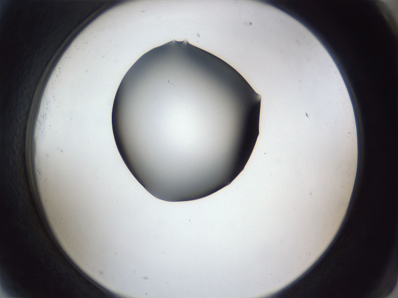 folderID41_plateID1041_batchID2098_wellNum81_profileID1_d2_r45545_ef.jpg