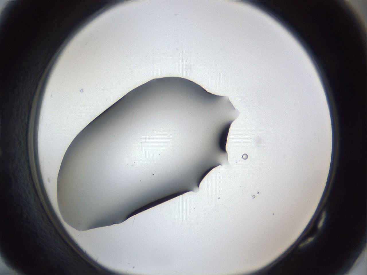 folderID41_plateID1041_batchID2098_wellNum82_profileID1_d1_r45546_ef.jpg